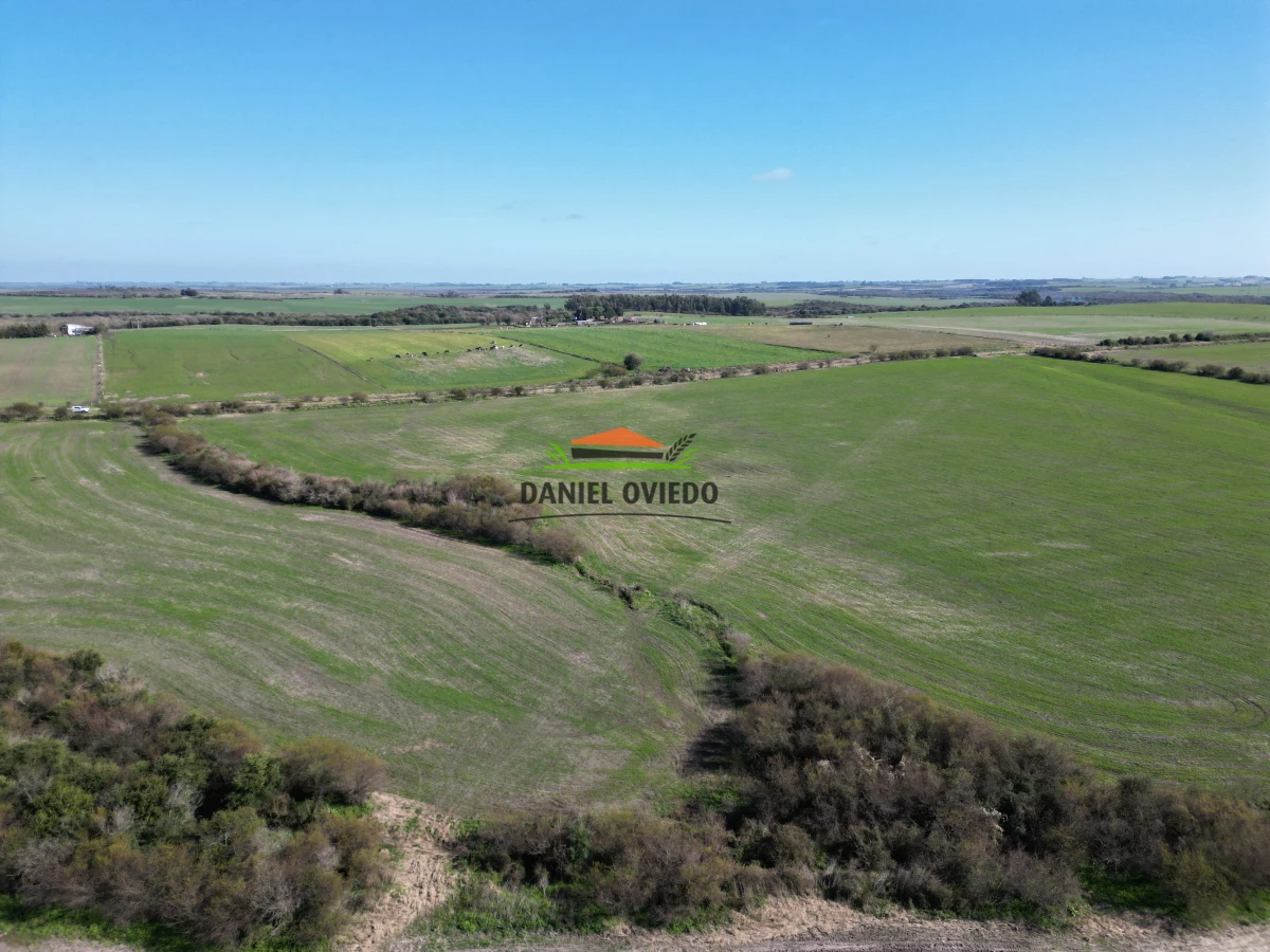 Campo Ref.244/Excelente-campo-agr - Excelente campo agrícola en venta en Víboras, Carmelo.