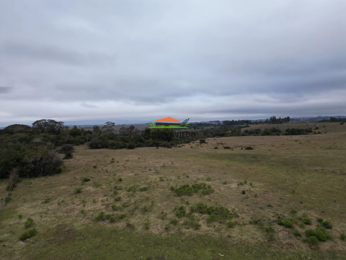 Campo Ref.245/1.350-has-ganaderas-en-arrendamiento-Noreste-de-Cerro-Largo. - 1.350 has ganaderas en arrendamiento Noreste de Cerro Largo.