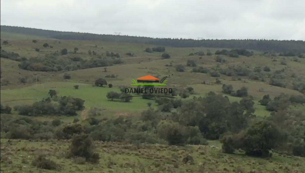 Campo Ref.354/Establecimiento-completo-campo-criador,-ganadero-en-venta-de-302-has. - Establecimiento completo campo criador, ganadero en venta de 302 has.