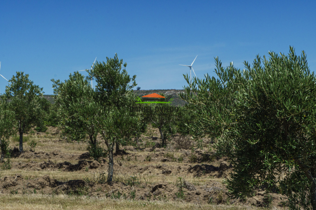 Campo Ref.330/Campo-con-Olivos-de-166-has-en-venta-en-Maldonado. - Campo con Olivos de 166 has en venta en Maldonado.