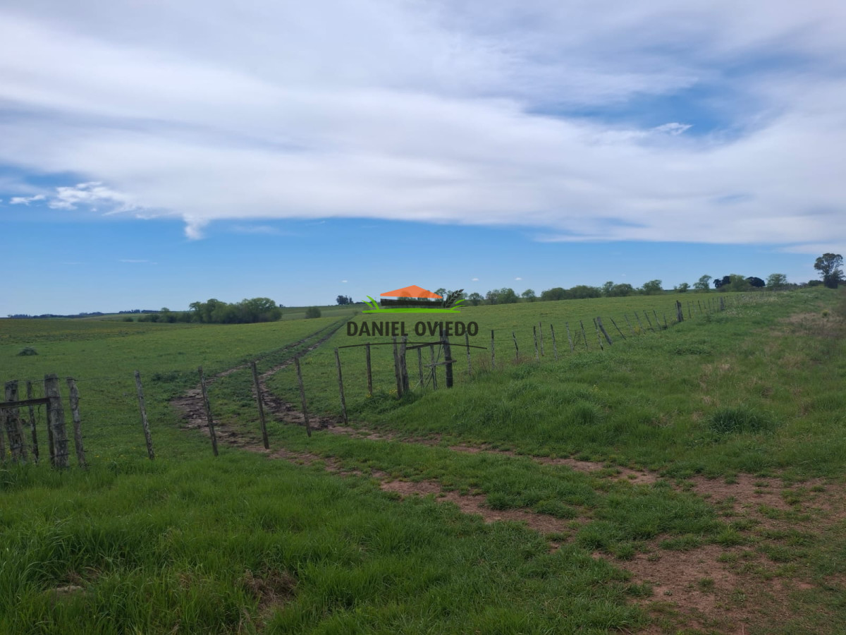 Campo Ref.273/Muy-buen-campo-en-venta-en-Las-Flores-con-renta-asegurada. - Muy buen campo en venta en Las Flores con renta asegurada.