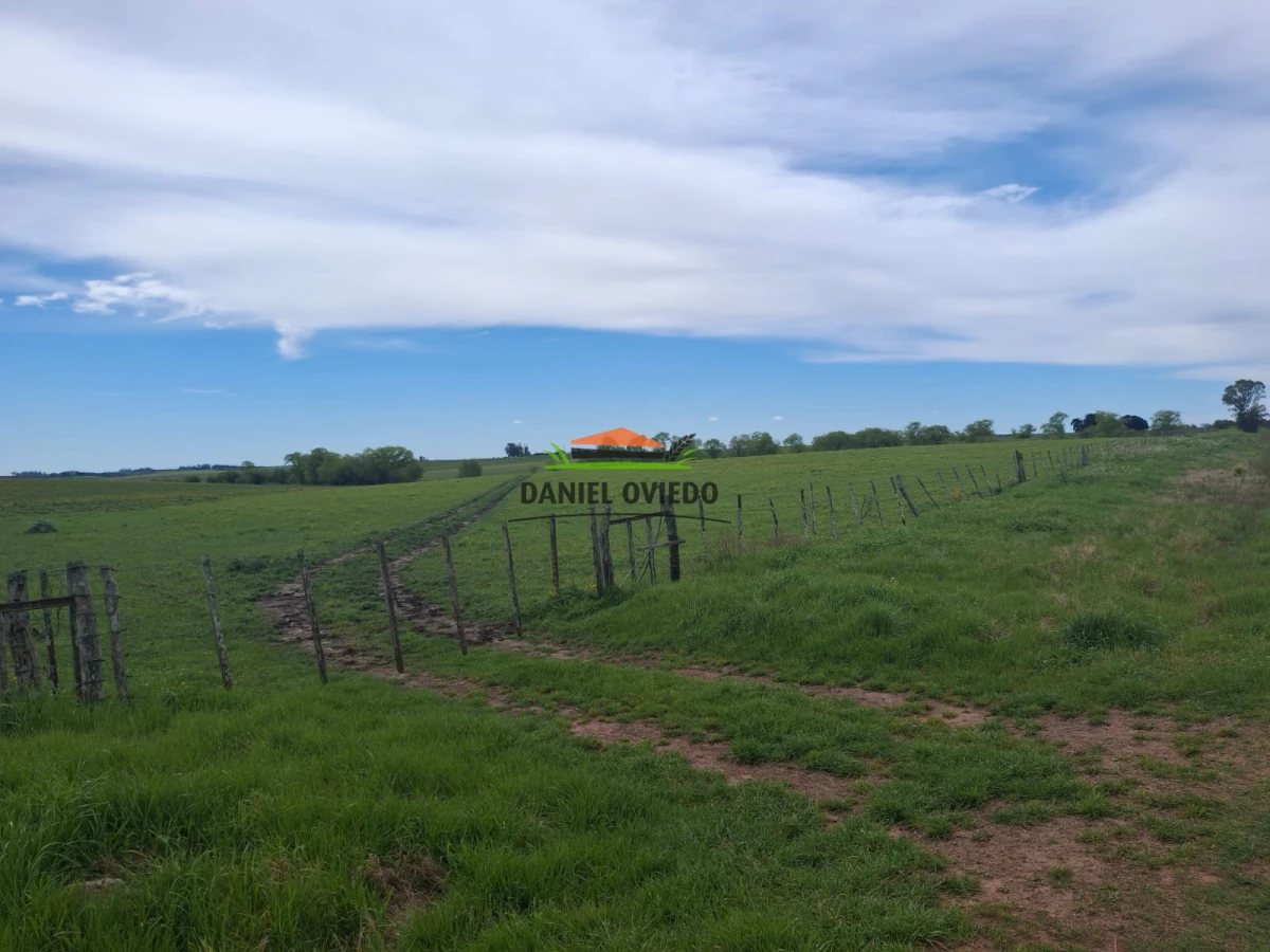 Campo Ref.273/Muy-buen-campo-en-venta-en-Las-Flores-con-renta-asegurada. - Muy buen campo en venta en Las Flores con renta asegurada.