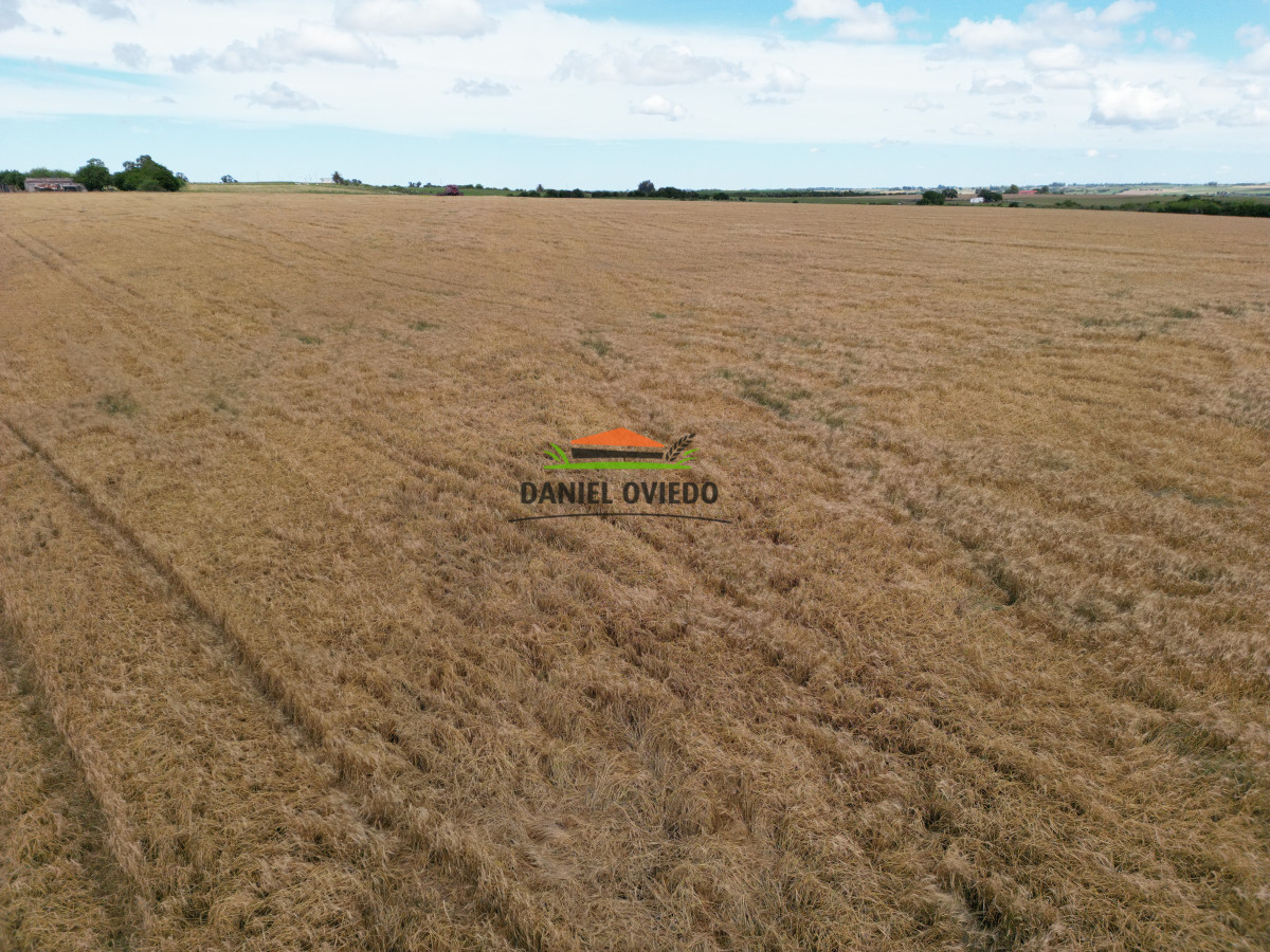 Campo Ref.144 - Campo agrícola - ganadero de 36 hás en venta, Ecilda Paullier