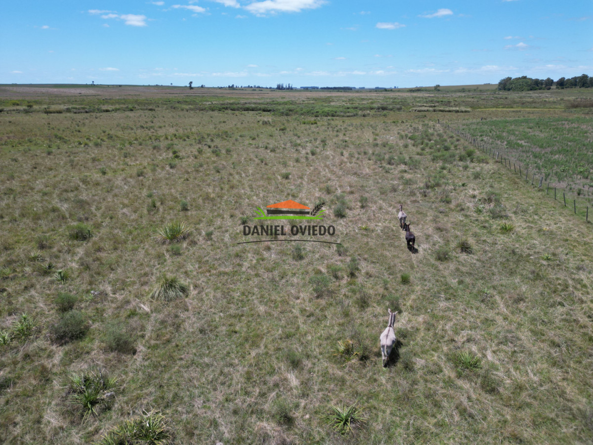 Campo Ref.359/Estancia-de-945-has-en-venta-en-Cerro-Largo. - Estancia de 945 has en venta en Cerro Largo.