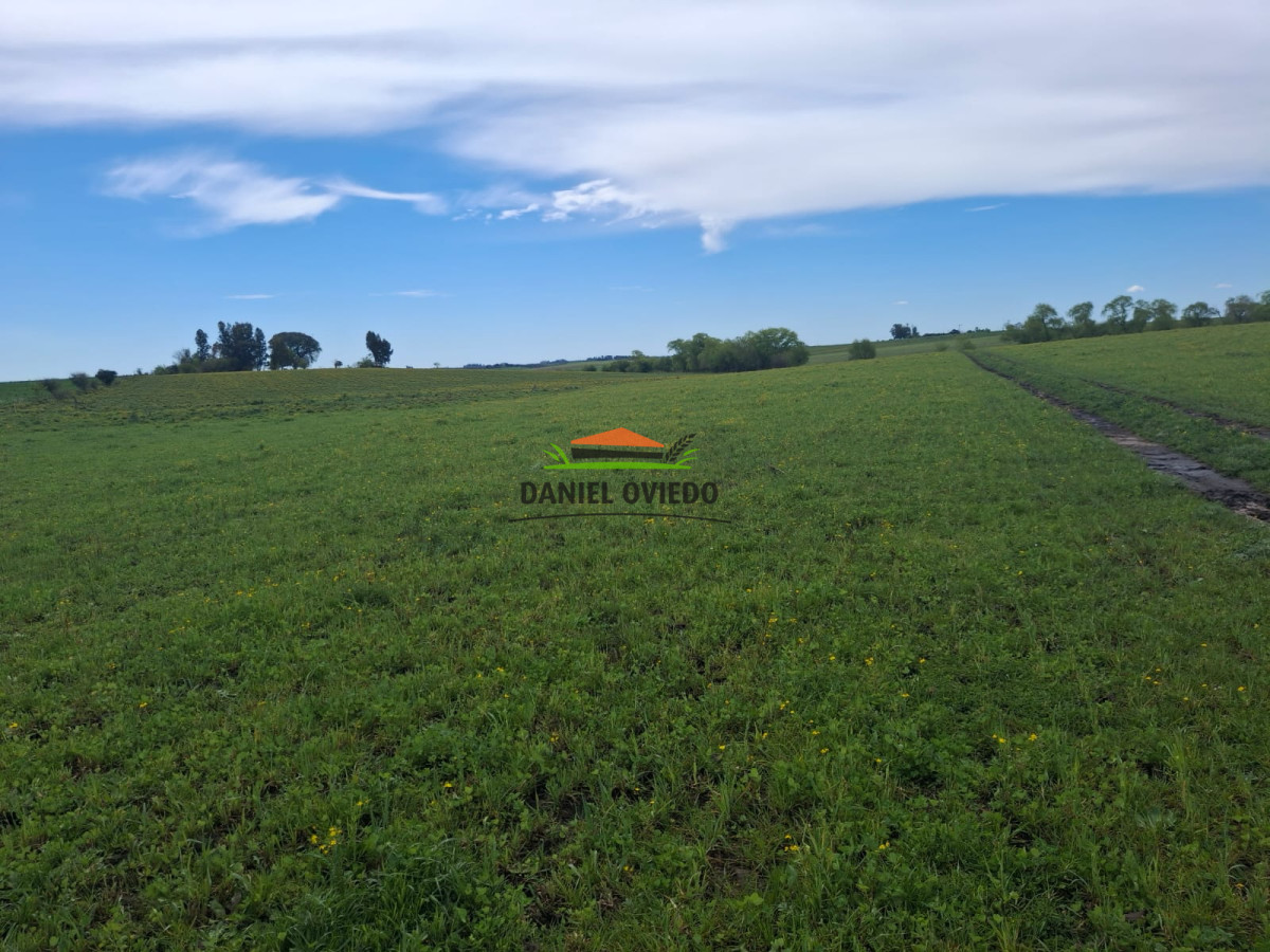 Campo Ref.273/Muy-buen-campo-en-venta-en-Las-Flores-con-renta-asegurada. - Muy buen campo en venta en Las Flores con renta asegurada.