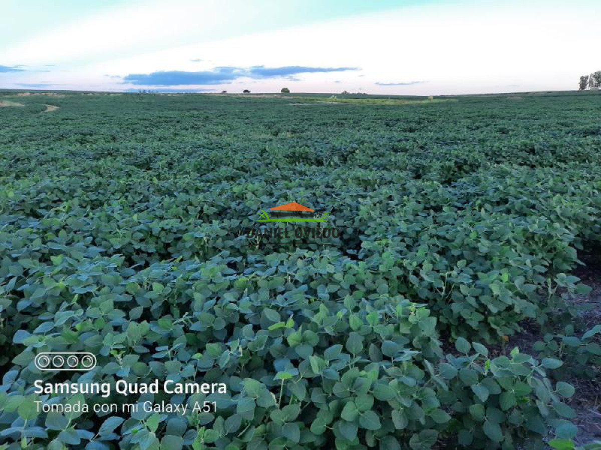 Campo Ref.128 - Oportunidad de inversión, campo agrícola-ganadero en venta en Florida.