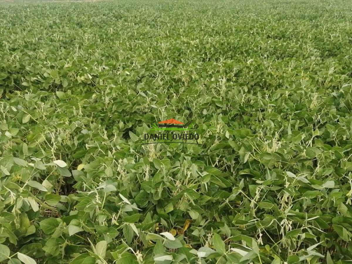 Campo Ref.128 - Oportunidad de inversión, campo agrícola-ganadero en venta en Florida.