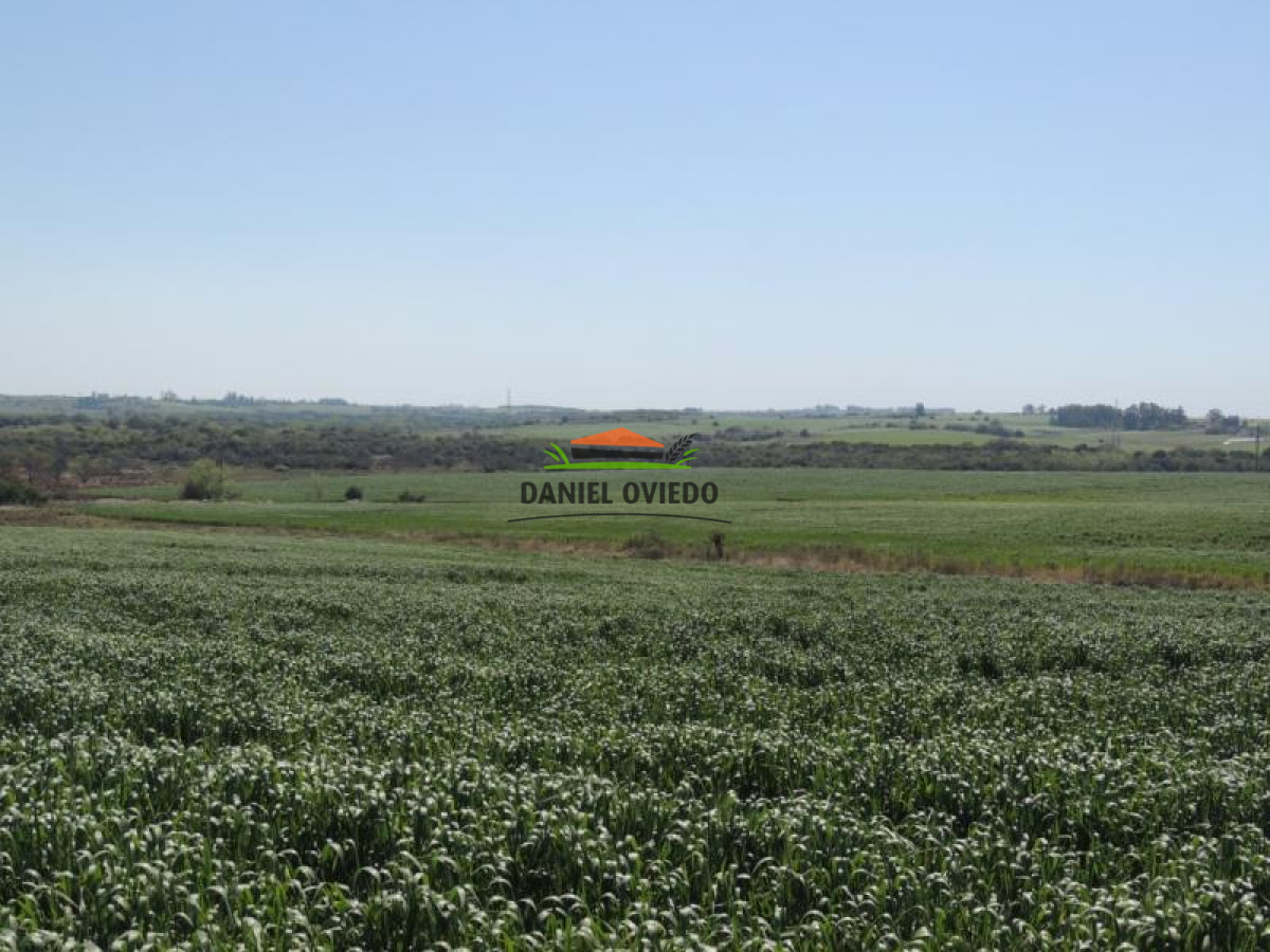 Campo Ref.111 - 180 hás ganaderas en venta a 105 km de Montevideo.