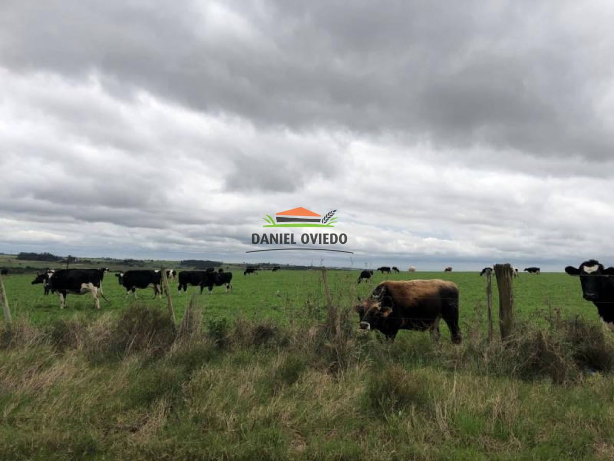 Campo Ref.111 - 180 hás ganaderas en venta a 105 km de Montevideo.