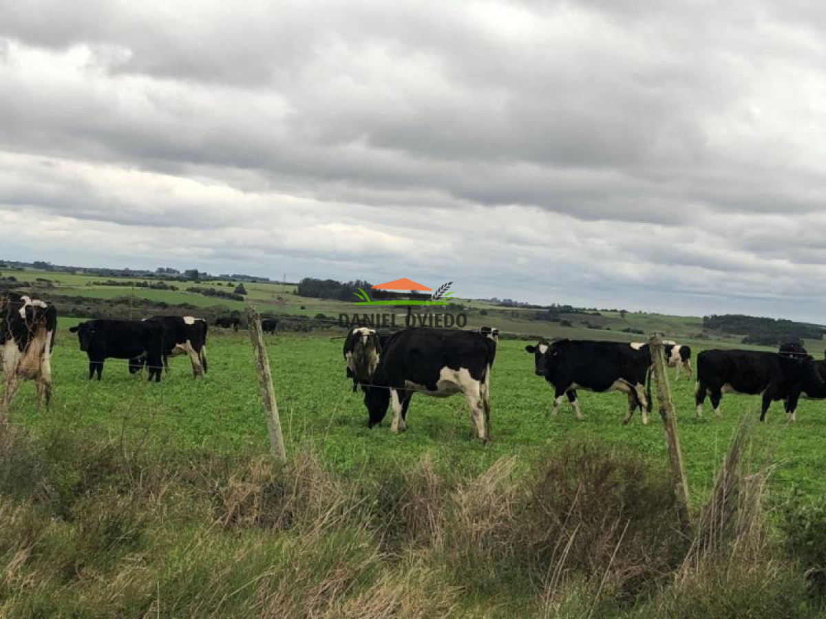 Campo Ref.111 - 180 hás ganaderas en venta a 105 km de Montevideo.