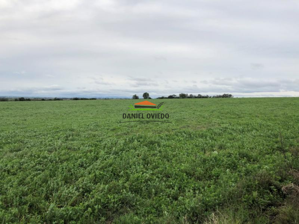 Campo Ref.111 - 180 hás ganaderas en venta a 105 km de Montevideo.