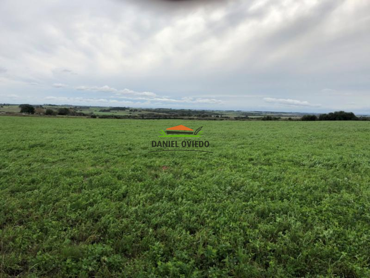 Campo Ref.111 - 180 hás ganaderas en venta a 105 km de Montevideo.