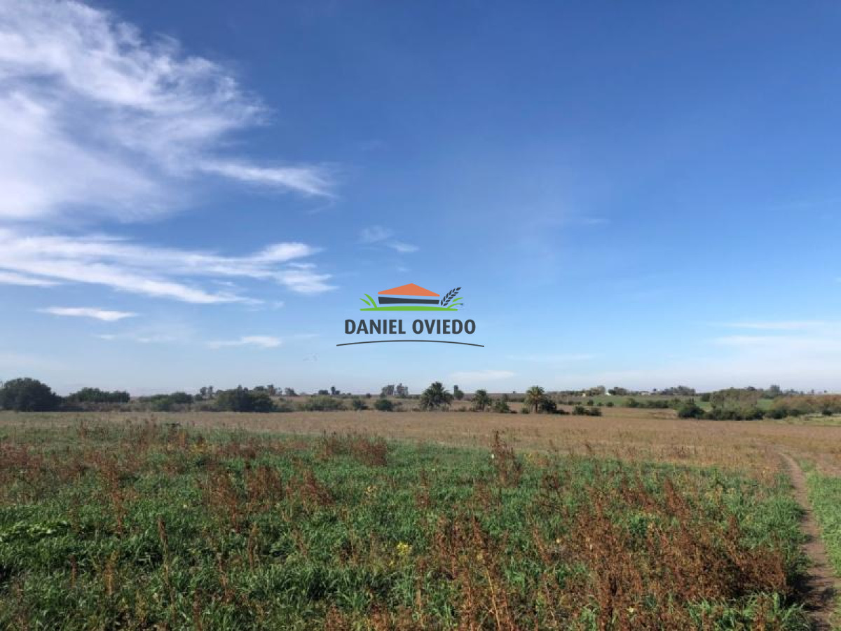 Campo Ref.65 - 35.5 hás frente a Zona Franca Nueva Helvecia.