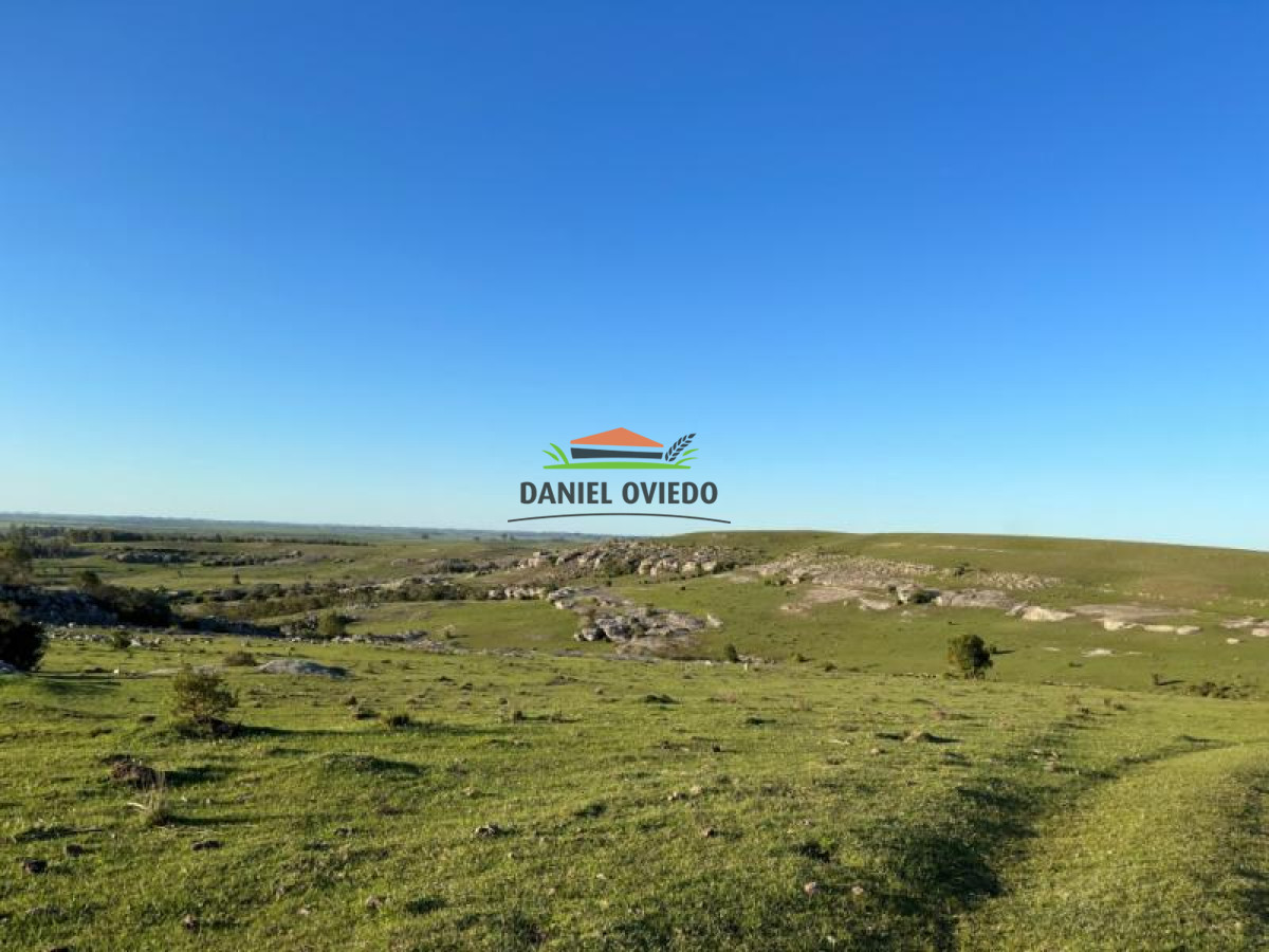 Campo Ref.52 - 374 hás ganaderas forestales en venta con mejoras y costa de arroyo.