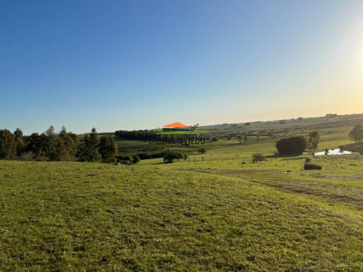 Campo Ref.52 - 374 hás ganaderas forestales en venta con mejoras y costa de arroyo.