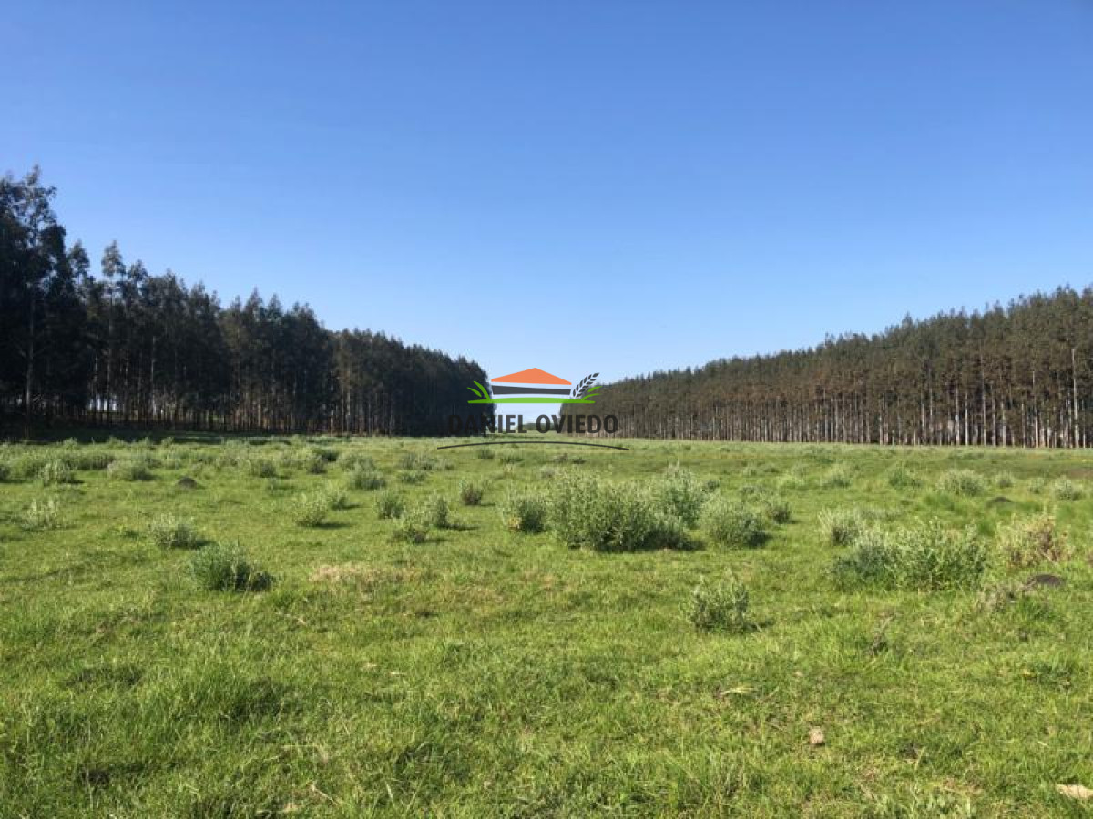 Campo Ref.13 - Campo de 270 hás en venta con alto potencial agrícola, Río Negro.
