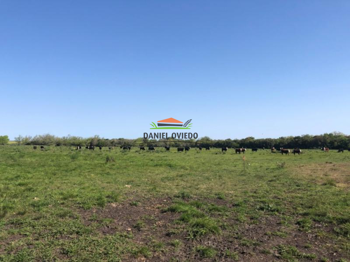 Campo Ref.13 - Campo de 270 hás en venta con alto potencial agrícola, Río Negro.