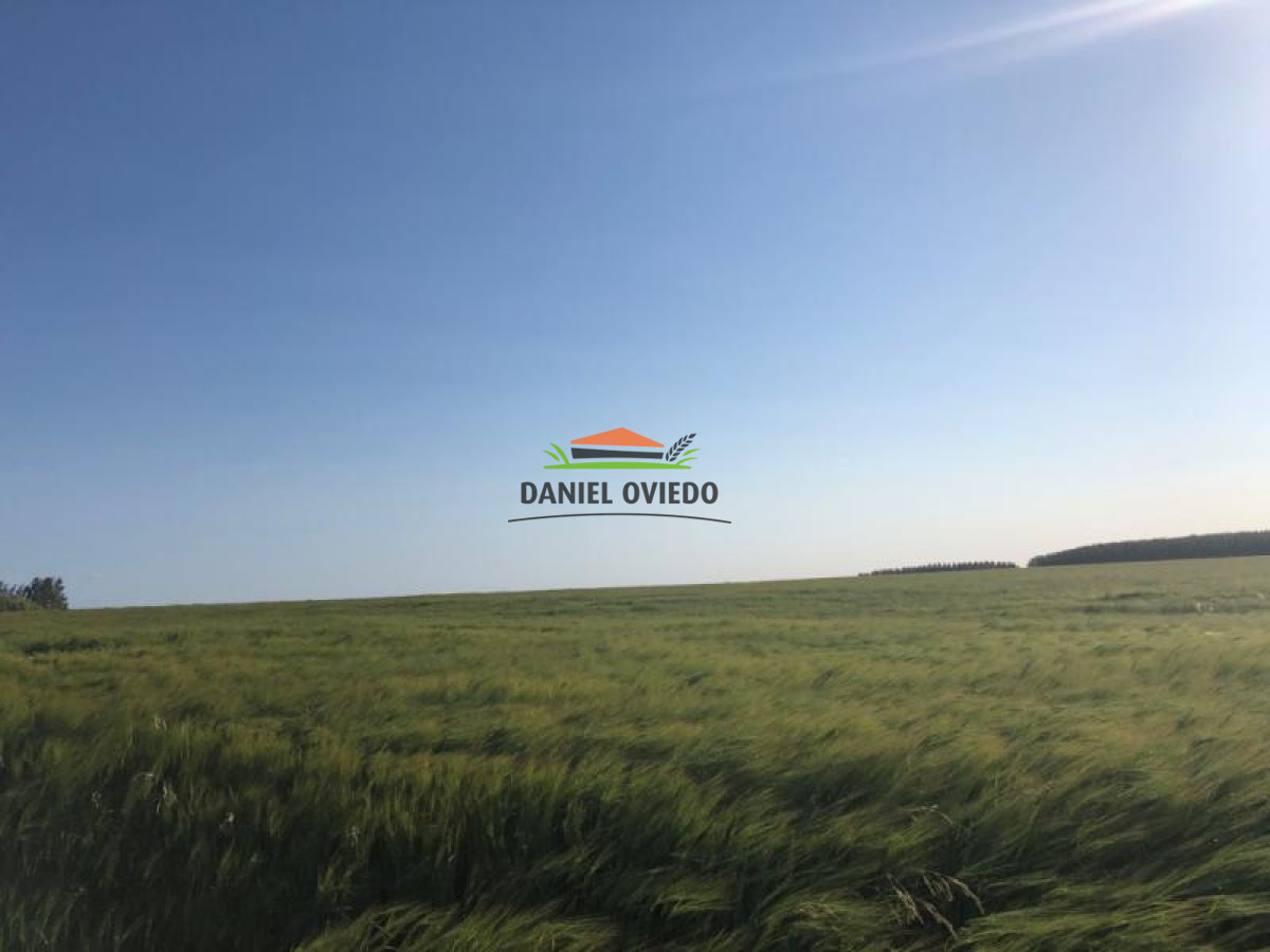 Campo Ref.13 - Campo de 270 hás en venta con alto potencial agrícola, Río Negro.