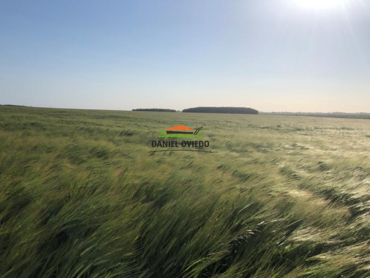Campo Ref.13 - Campo de 270 hás en venta con alto potencial agrícola, Río Negro.