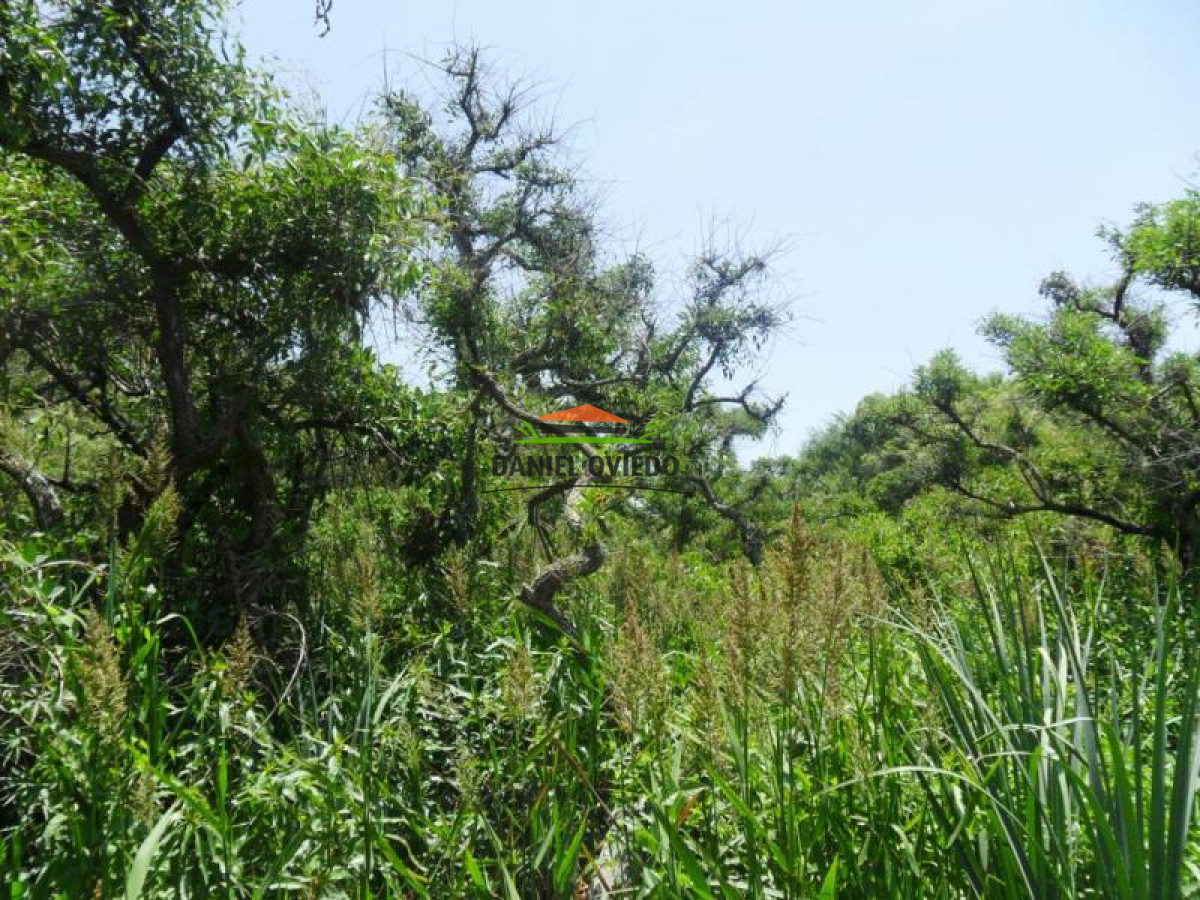 Campo Ref.127 - 500 metros de costa al río de la Plata, en venta, campo Turístico-Forestal de 72 hás.