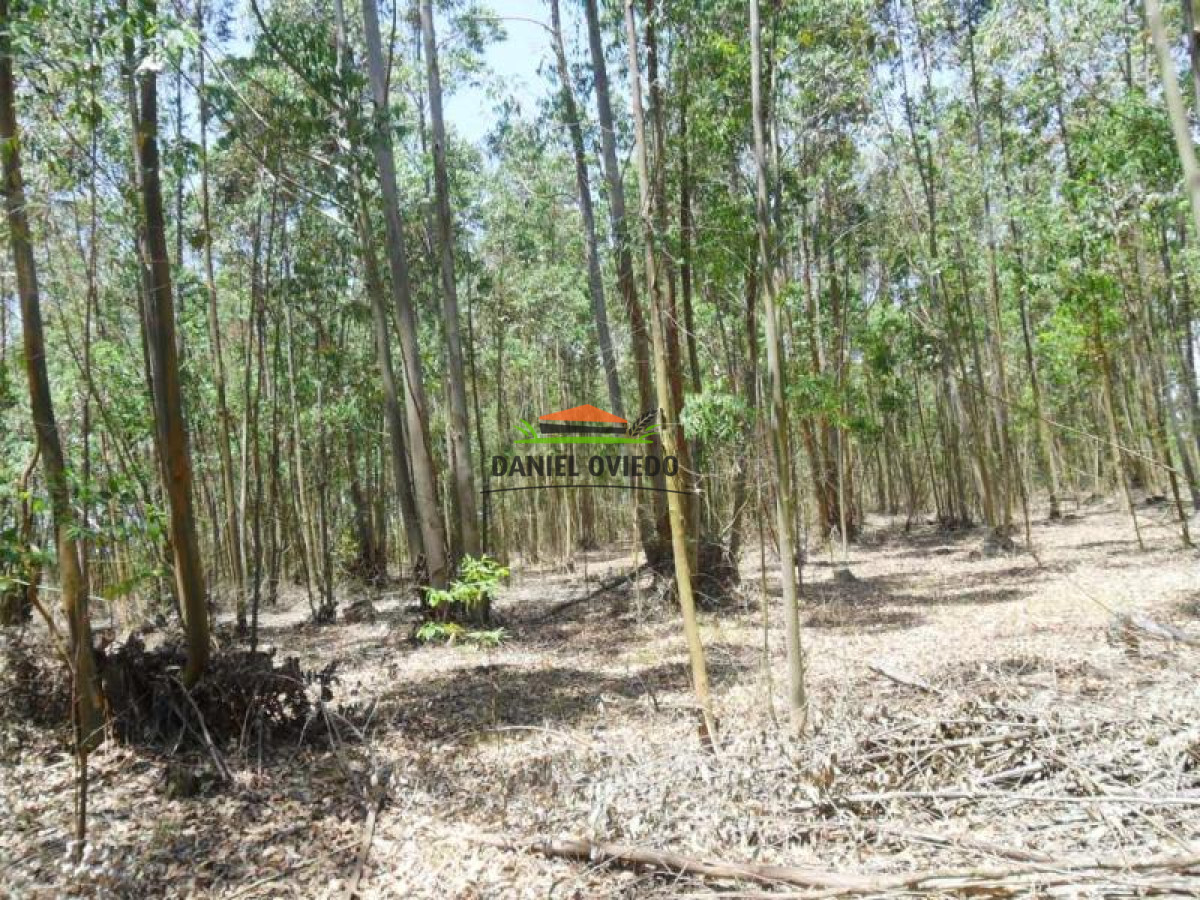 Campo Ref.127 - 500 metros de costa al río de la Plata, en venta, campo Turístico-Forestal de 72 hás.
