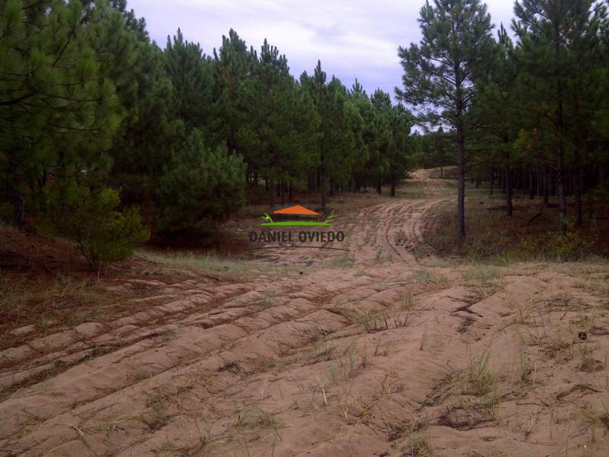 Campo Ref.117 - 1.000 metros de costa al río de la Plata con increíbles playas en venta.