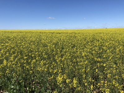 Campo con suelos premium en venta en el corazón de San Pedro.