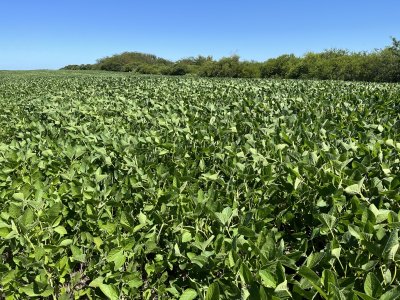 Campo agrícola - ganadero de 143 hás en venta, Conchillas.