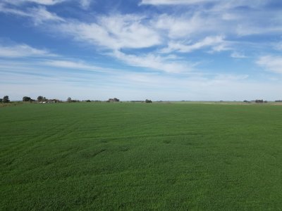Campo 95 %  agrícola en Soriano en venta.