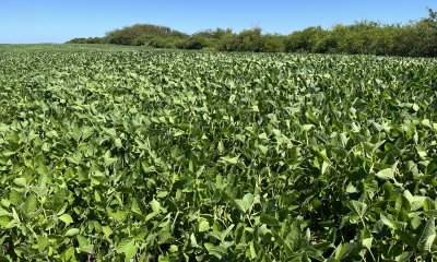 Campo agrícola - ganadero de 143 hás en venta, Conchillas.