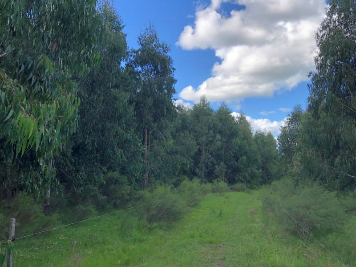 Campo forestado en venta en Zapicán, Lavalleja.