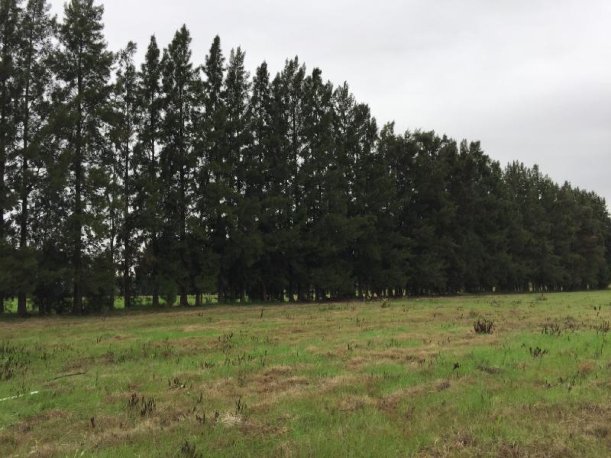 Terreno en venta en Urbanización Las Casuarinas.