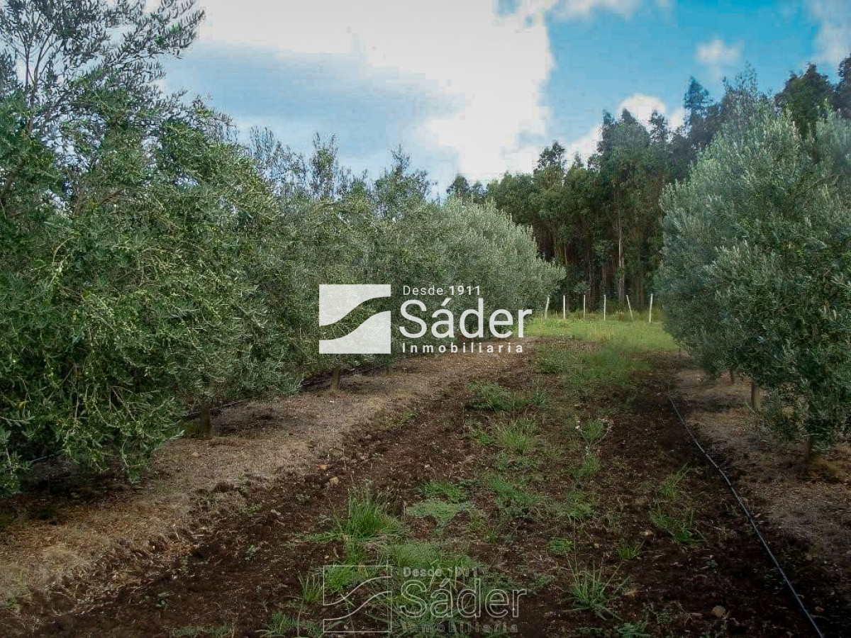 Campo Ref.3638 - Venta de Campo en Lavalleja, Uruguay