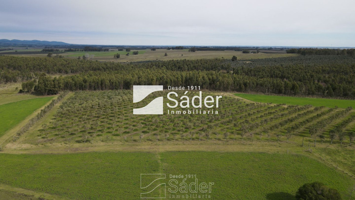 Venta de Campo en Lavalleja, Uruguay - GoPunta - Portal Inmobiliario de Punta del Este - Maldonado