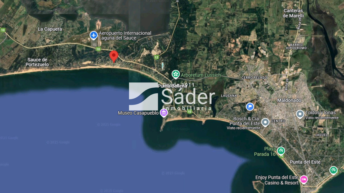 Chihuahua - GoPunta - Portal Inmobiliario de Punta del Este - Maldonado