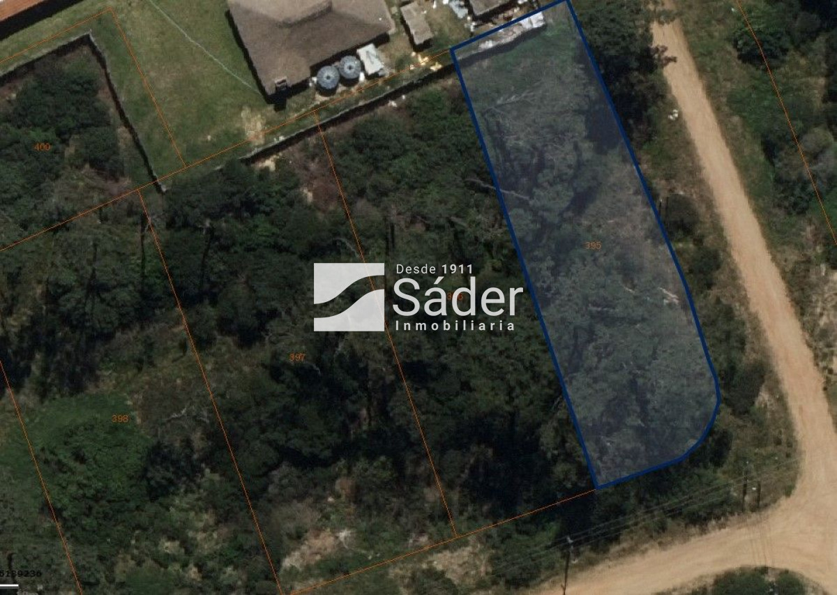 Chihuahua - GoPunta - Portal Inmobiliario de Punta del Este - Maldonado