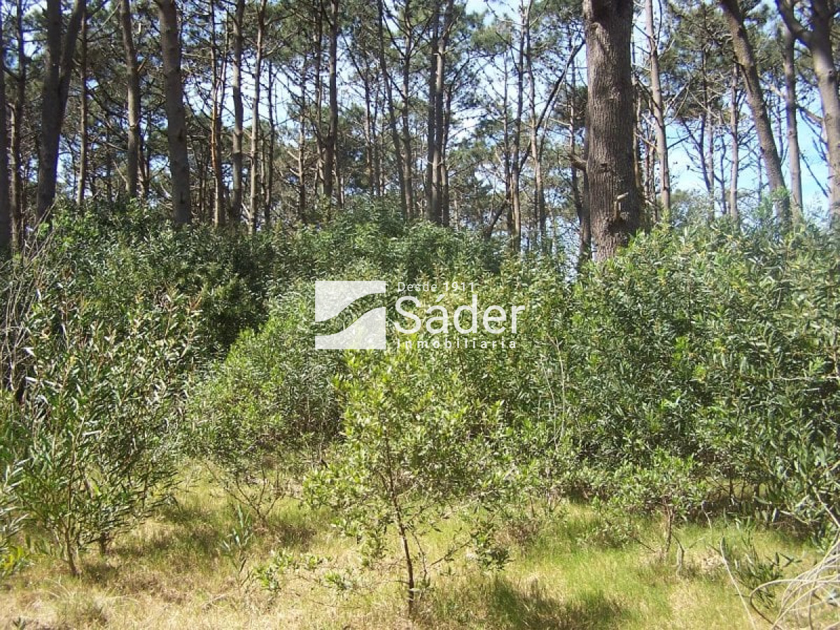 El Caracol - GoPunta - Portal Inmobiliario de Punta del Este - Maldonado