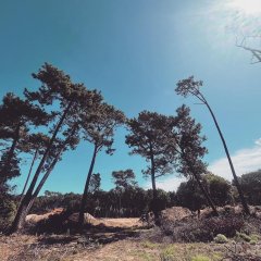 Terreno en  Altos de Burnett