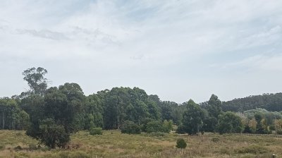 Terreno Lote 19 Puerto Quetzal - Vistas al Bosque