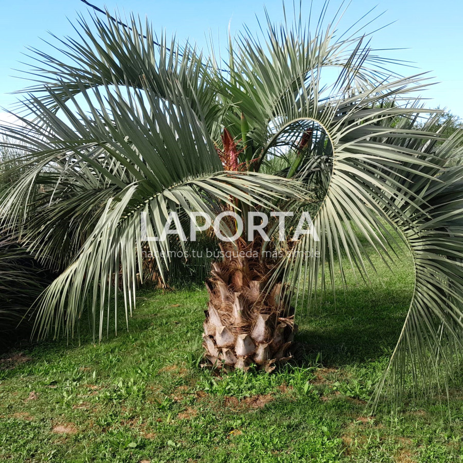 Casa ID.495/Tu-nuevo-hogar:-Disfruta-de-la-naturaleza-y-la-playa-en-La-Pedrera,-Rocha. - Tu nuevo hogar: Disfruta de la naturaleza y la playa en La Pedrera, Rocha.