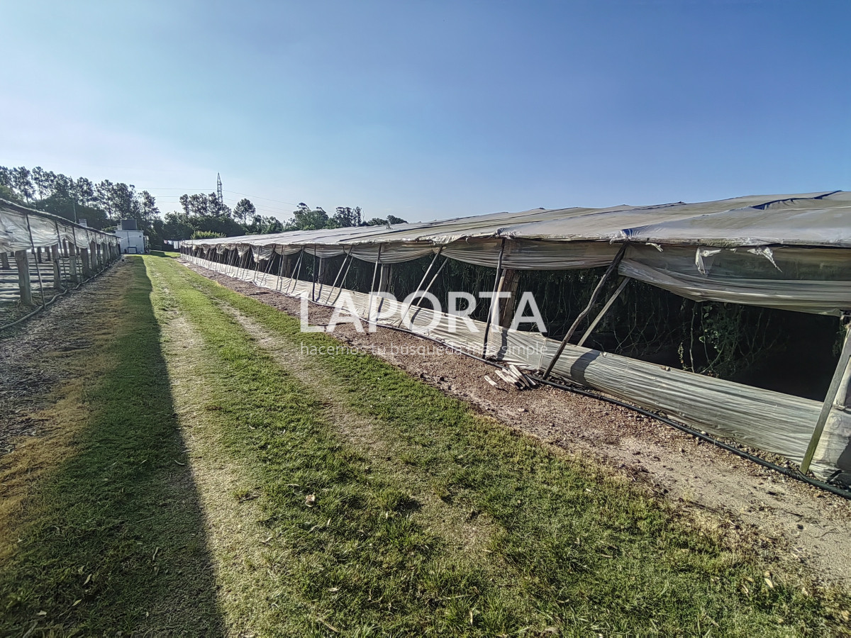 Chacra ID.482/Chacra-en-Zona-Hipódromo:-Oportunidad-para-Comprar-una-Propiedad-Única-en-Producción - Chacra en Zona Hipódromo: Oportunidad para Comprar una Propiedad Única en Producción