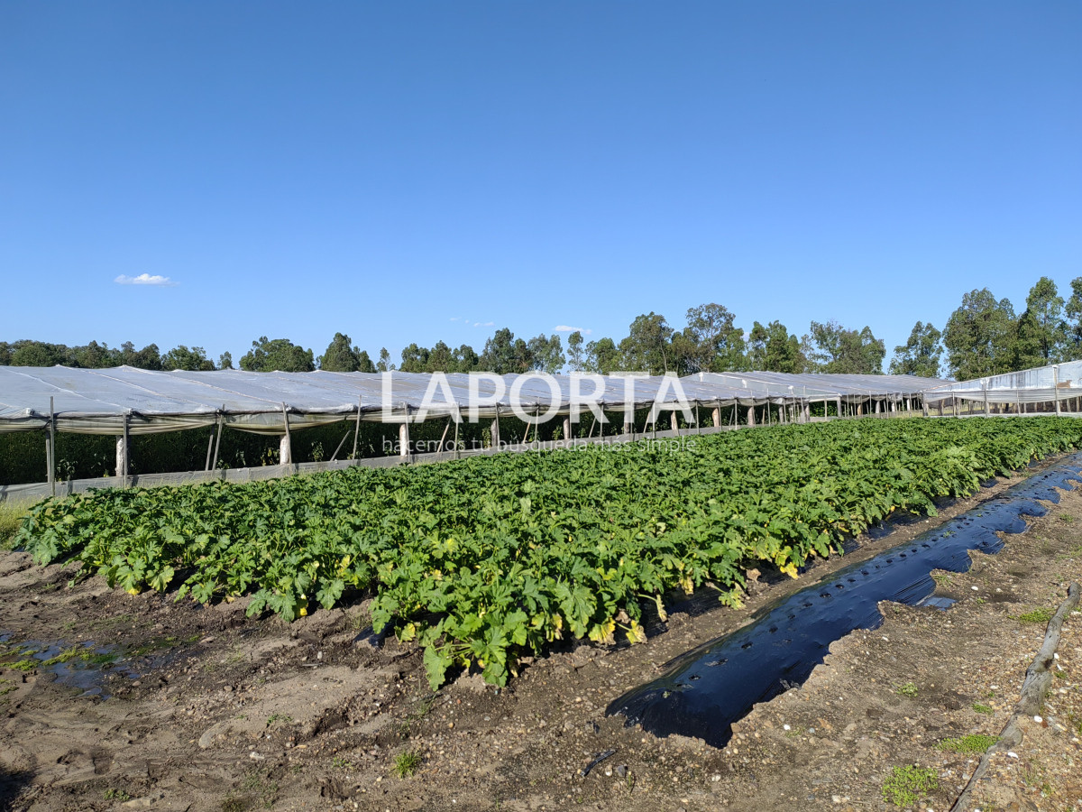 Chacra ID.482/Chacra-en-Zona-Hipódromo:-Oportunidad-para-Comprar-una-Propiedad-Única-en-Producción - Chacra en Zona Hipódromo: Oportunidad para Comprar una Propiedad Única en Producción