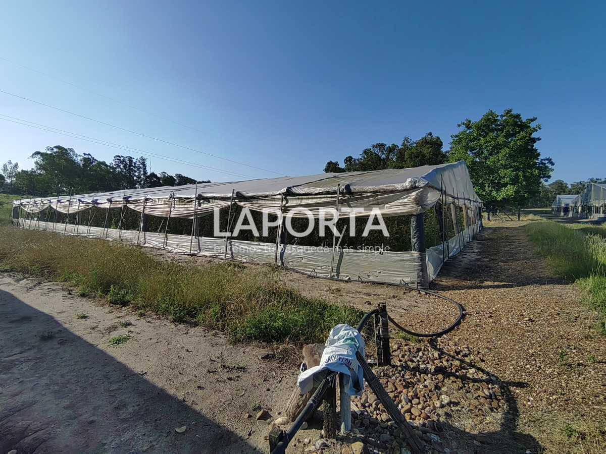 Chacra ID.482/Chacra-en-Zona-Hipódromo:-Oportunidad-para-Comprar-una-Propiedad-Única-en-Producción - Chacra en Zona Hipódromo: Oportunidad para Comprar una Propiedad Única en Producción