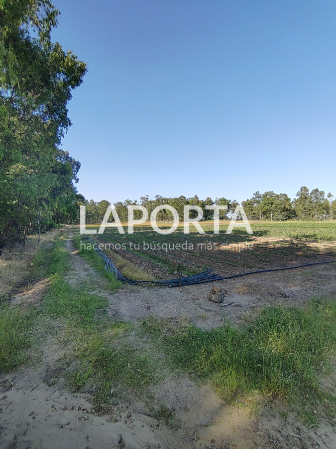 Chacra ID.482/Chacra-en-Zona-Hipódromo:-Oportunidad-para-Comprar-una-Propiedad-Única-en-Producción - Chacra en Zona Hipódromo: Oportunidad para Comprar una Propiedad Única en Producción