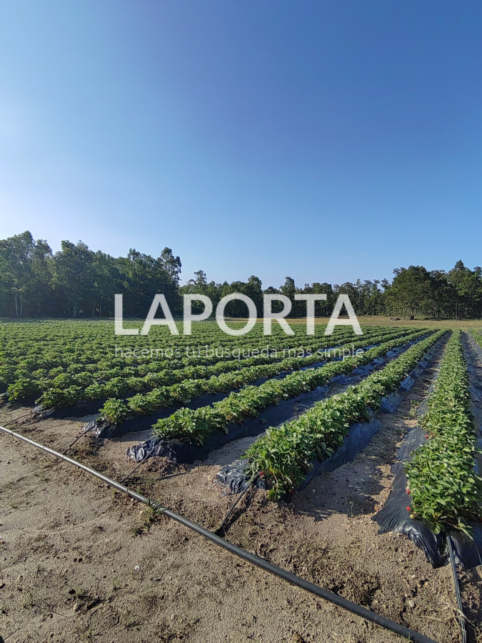 Chacra ID.482/Chacra-en-Zona-Hipódromo:-Oportunidad-para-Comprar-una-Propiedad-Única-en-Producción - Chacra en Zona Hipódromo: Oportunidad para Comprar una Propiedad Única en Producción