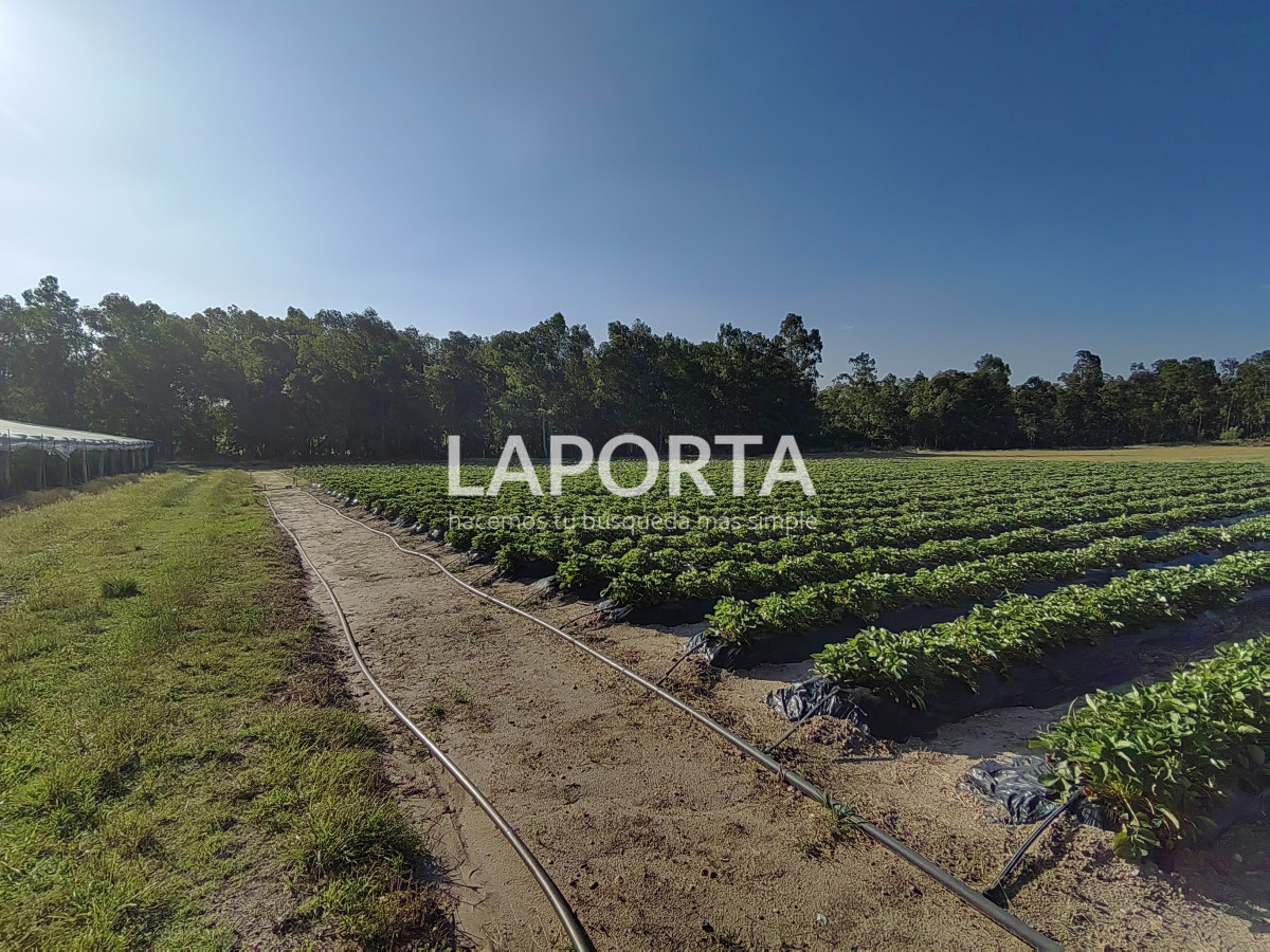 Chacra ID.482/Chacra-en-Zona-Hipódromo:-Oportunidad-para-Comprar-una-Propiedad-Única-en-Producción - Chacra en Zona Hipódromo: Oportunidad para Comprar una Propiedad Única en Producción