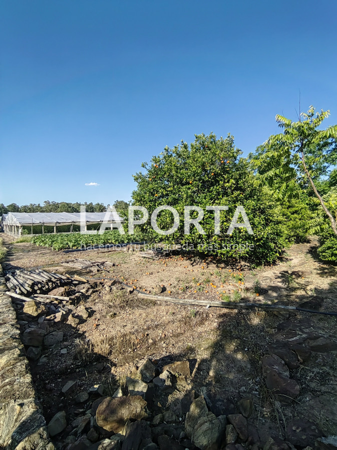 Chacra ID.482/Chacra-en-Zona-Hipódromo:-Oportunidad-para-Comprar-una-Propiedad-Única-en-Producción - Chacra en Zona Hipódromo: Oportunidad para Comprar una Propiedad Única en Producción