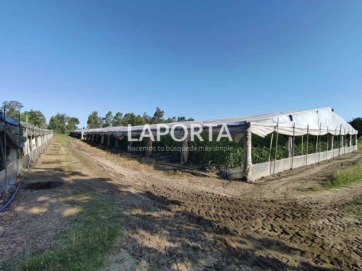 Chacra ID.482/Chacra-en-Zona-Hipódromo:-Oportunidad-para-Comprar-una-Propiedad-Única-en-Producción - Chacra en Zona Hipódromo: Oportunidad para Comprar una Propiedad Única en Producción