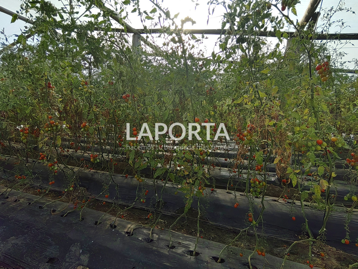 Chacra ID.482/Chacra-en-Zona-Hipódromo:-Oportunidad-para-Comprar-una-Propiedad-Única-en-Producción - Chacra en Zona Hipódromo: Oportunidad para Comprar una Propiedad Única en Producción
