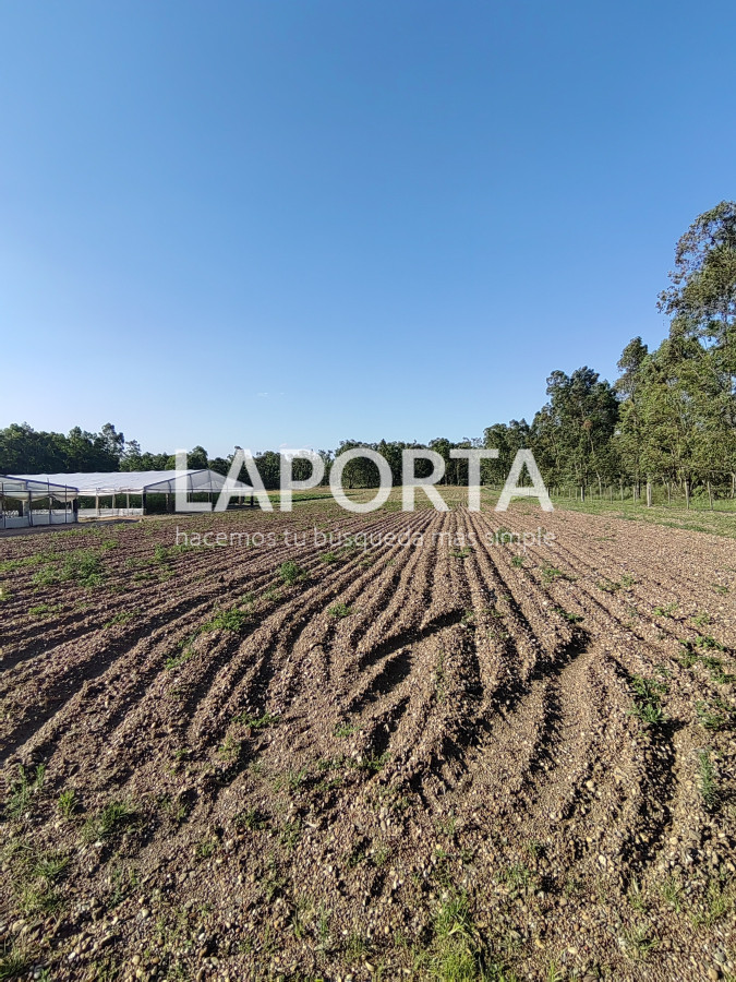 Chacra ID.482/Chacra-en-Zona-Hipódromo:-Oportunidad-para-Comprar-una-Propiedad-Única-en-Producción - Chacra en Zona Hipódromo: Oportunidad para Comprar una Propiedad Única en Producción